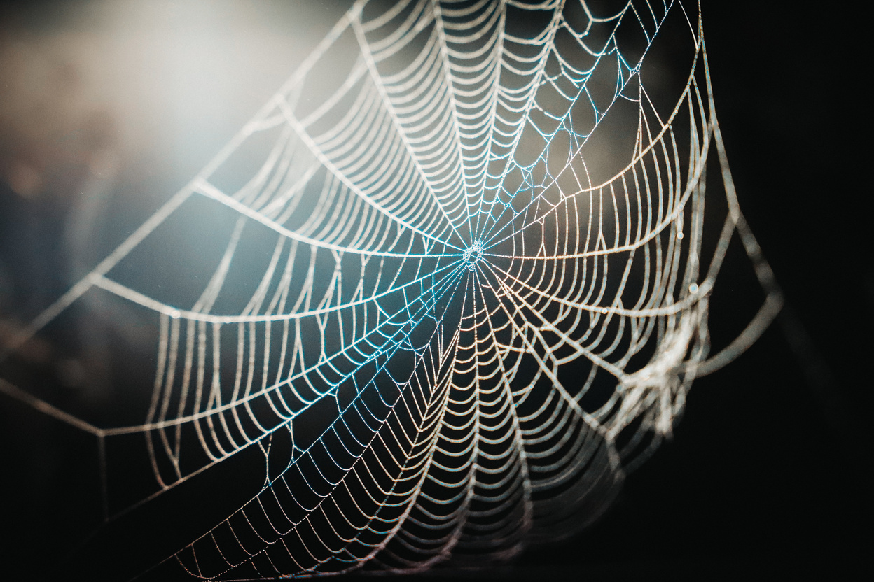 Spider Web In Close-Up Photography