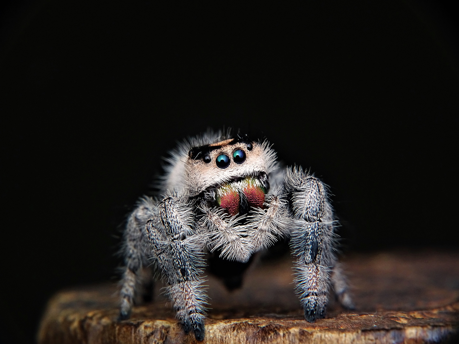 Hairy Spider On Wood