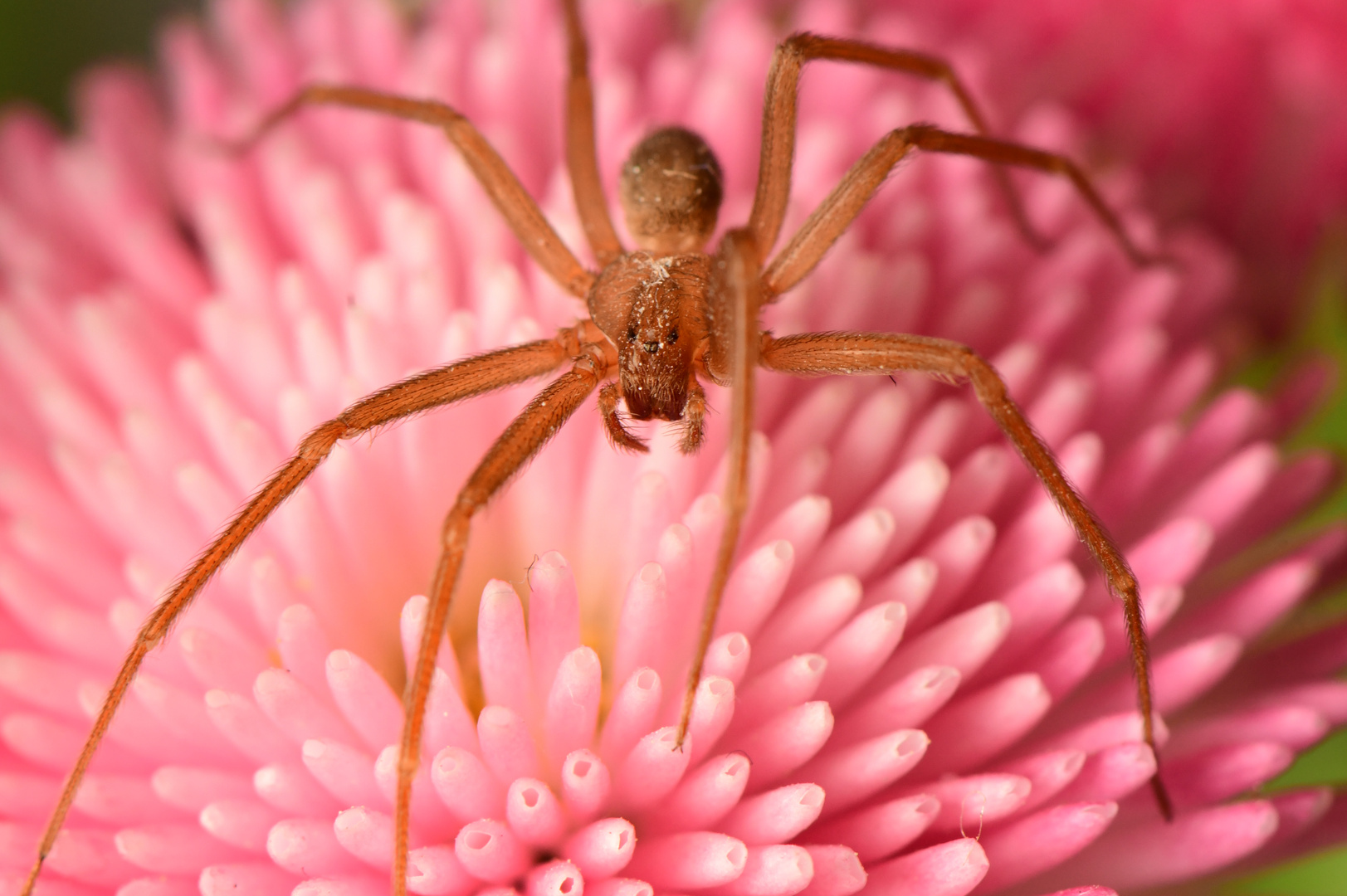 Close up Photo of Spider on a Pink Flower