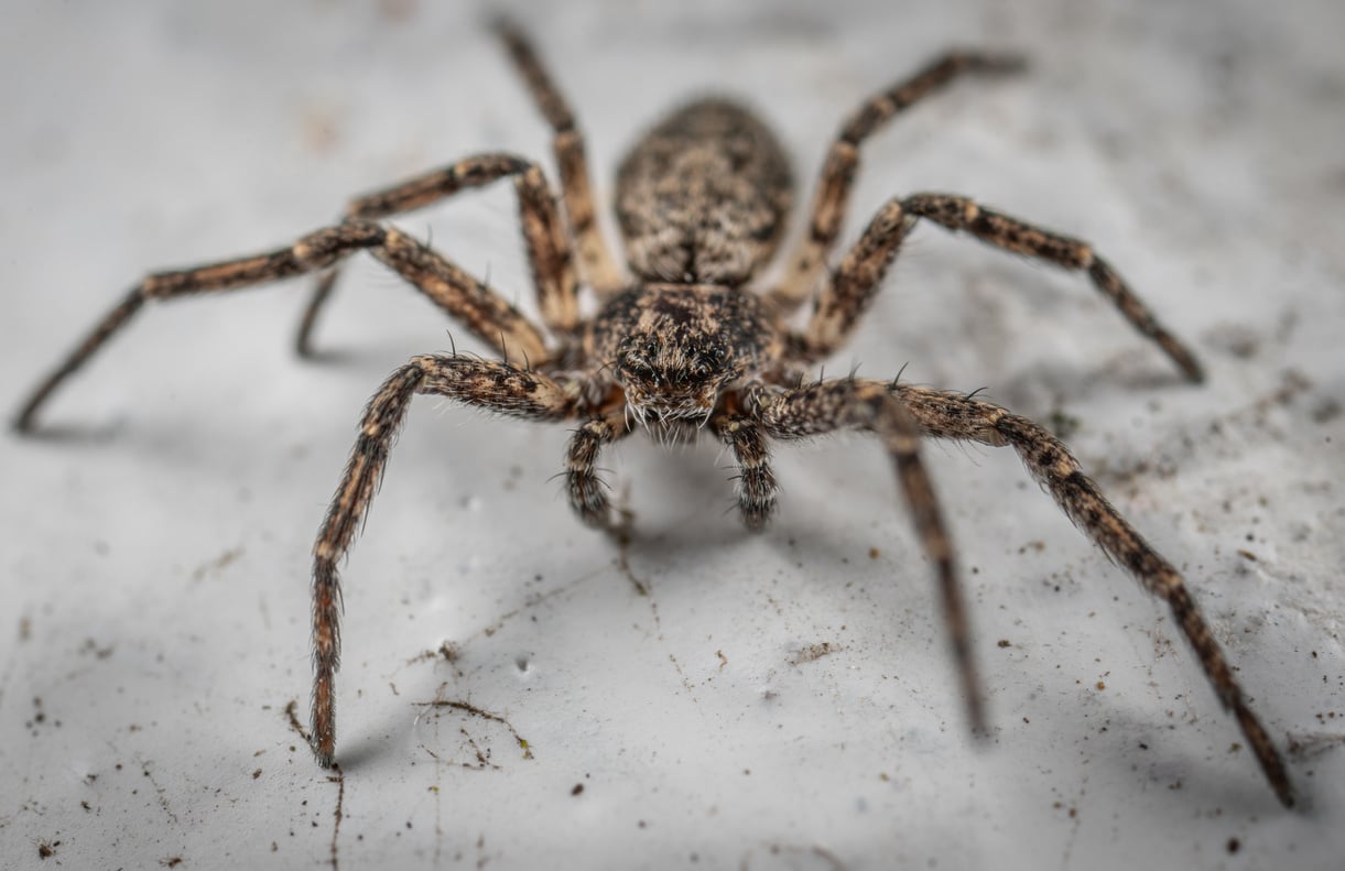 Fishing spider crawling in aquarium